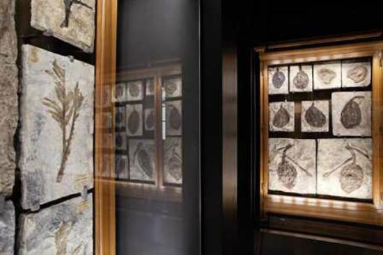 Museum of Geology and Palaeontology